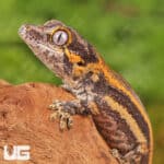 Baby Colored Striped Gargoyle Geckos (Rhacodactylus auriculatus) For Sale - Underground Reptiles