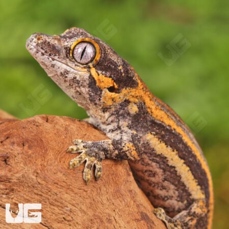 Baby Colored Striped Gargoyle Geckos (Rhacodactylus auriculatus) For Sale - Underground Reptiles