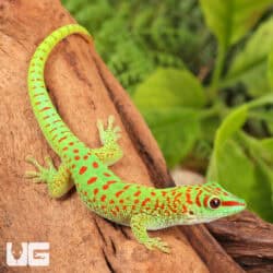 Baby Crimson Giant Day Gecko For Sale - Underground Reptiles