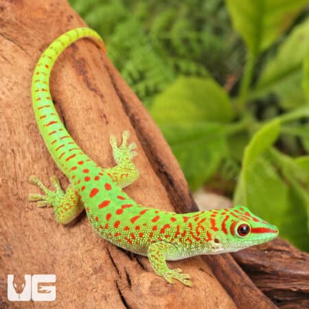 Baby Crimson Giant Day Gecko For Sale - Underground Reptiles