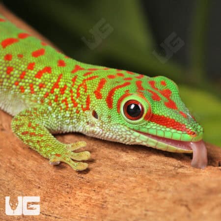 Baby Crimson Giant Day Gecko For Sale - Underground Reptiles