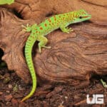Baby Crimson Giant Day Gecko For Sale - Underground Reptiles