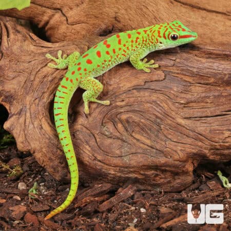 Baby Crimson Giant Day Gecko For Sale - Underground Reptiles