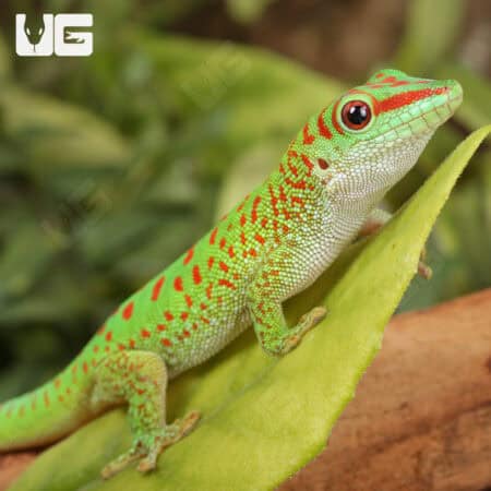 Baby Crimson Giant Day Gecko For Sale - Underground Reptiles