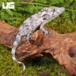 Baby Cuban False Chameleons For Sale - Underground Reptiles