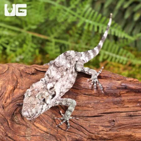 Baby Cuban False Chameleons For Sale - Underground Reptiles