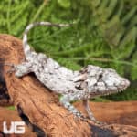 Baby Cuban False Chameleons For Sale - Underground Reptiles