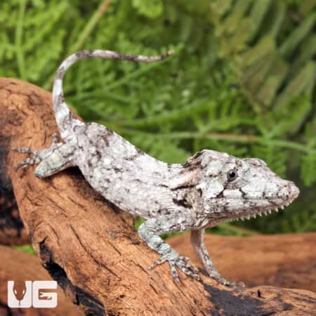 Baby Cuban False Chameleons For Sale - Underground Reptiles