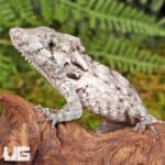 Baby Cuban False Chameleons For Sale - Underground Reptiles