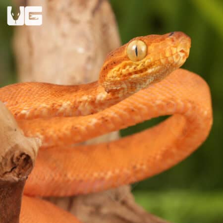 Colored Amazon Tree Boas For Sale - Underground Reptiles