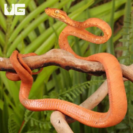 Colored Amazon Tree Boas For Sale - Underground Reptiles