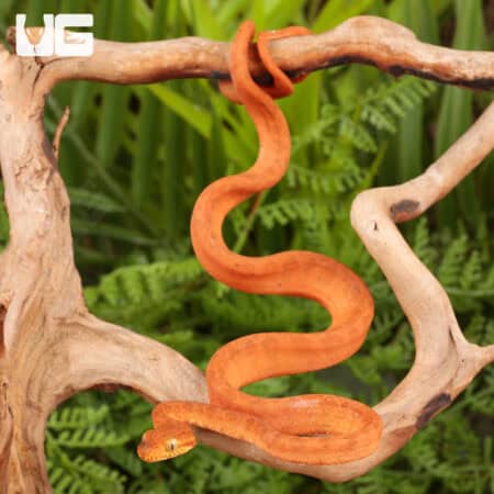Colored Amazon Tree Boas For Sale - Underground Reptiles