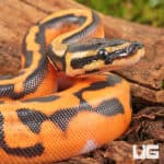 Baby Baby Orange Dream Lace Pied Ball Python For Sale - Underground Reptiles