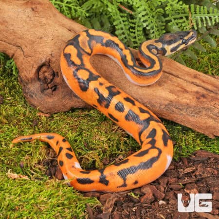 Baby Baby Orange Dream Lace Pied Ball Python For Sale - Underground Reptiles