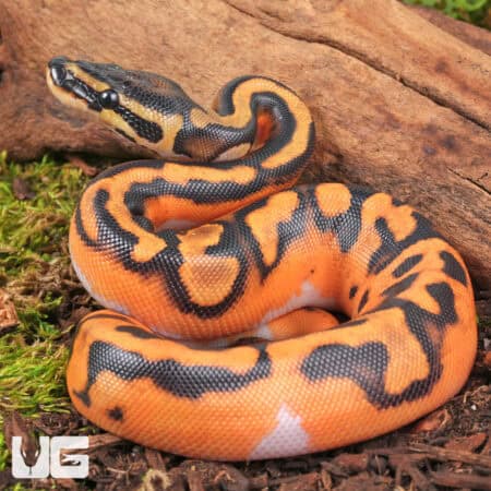 Baby Baby Orange Dream Lace Pied Ball Python For Sale - Underground Reptiles