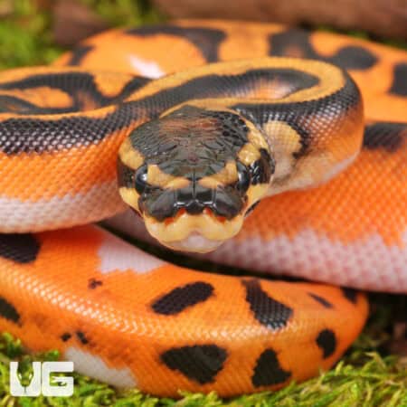 Baby Baby Orange Dream Lace Pied Ball Python For Sale - Underground Reptiles