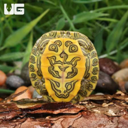 Baby Rio Grande Red Ear Slider Turtles For Sale - Underground Reptiles