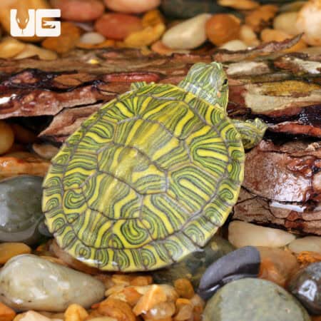Baby Rio Grande Red Ear Slider Turtles For Sale - Underground Reptiles