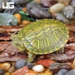 Baby Rio Grande Red Ear Slider Turtles For Sale - Underground Reptiles