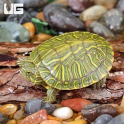 Baby Rio Grande Red Ear Slider Turtles For Sale - Underground Reptiles