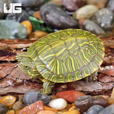Baby Rio Grande Red Ear Slider Turtles For Sale - Underground Reptiles