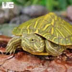 Baby Rio Grande Red Ear Slider Turtles For Sale - Underground Reptiles
