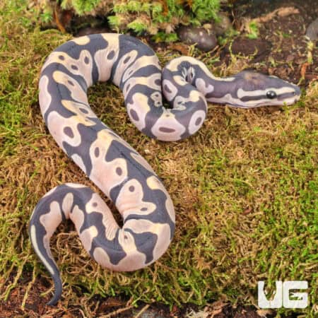 Baby Scaleless Ball Python For Sale - Underground Reptiles