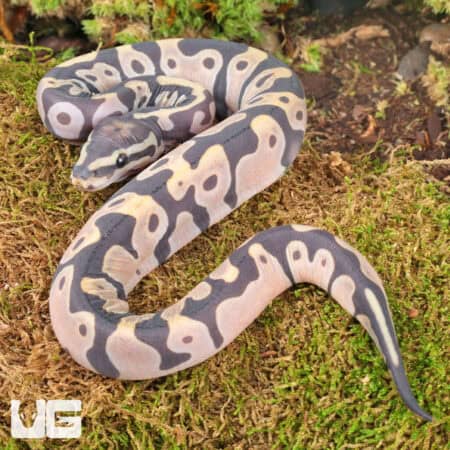 Baby Scaleless Ball Python For Sale - Underground Reptiles