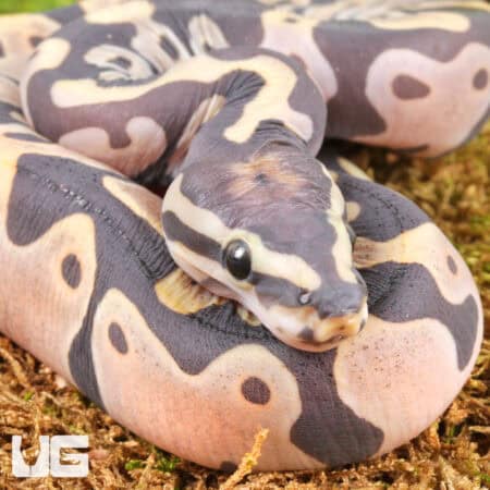 Baby Scaleless Ball Python For Sale - Underground Reptiles