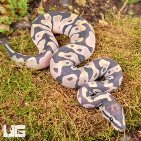 Baby Scaleless Ball Python For Sale - Underground Reptiles