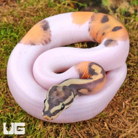 Baby Scaleless Pied Ball Python For Sale - Underground Reptiles