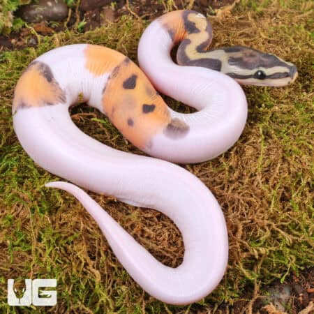 Baby Scaleless Pied Ball Python For Sale - Underground Reptiles