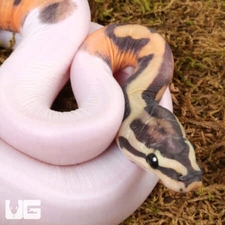 Baby Scaleless Pied Ball Python For Sale - Underground Reptiles