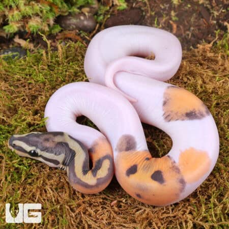 Baby Scaleless Pied Ball Python For Sale - Underground Reptiles