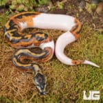 Baby Spied Ball Python For Sale - Underground Reptiles
