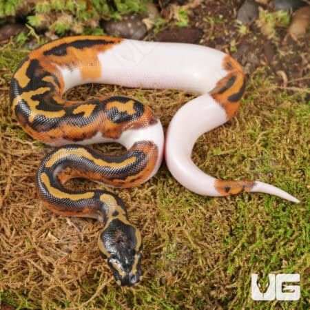 Baby Spied Ball Python For Sale - Underground Reptiles