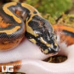 Baby Spied Ball Python For Sale - Underground Reptiles