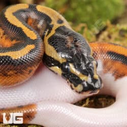 Baby Spied Ball Python For Sale - Underground Reptiles