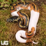 Baby Spied Ball Python For Sale - Underground Reptiles