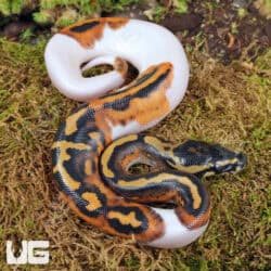 Baby Spied Ball Python For Sale - Underground Reptiles