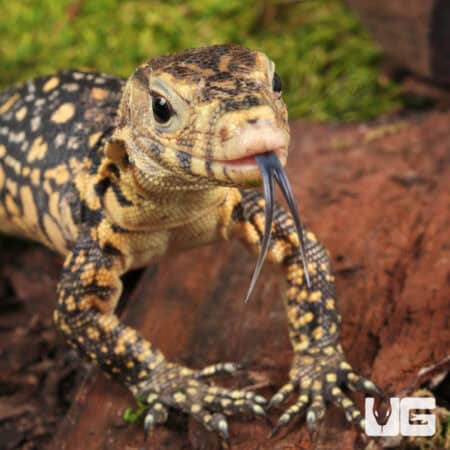 Baby Sulawesi Water Monitors For Sale - Underground Reptiles
