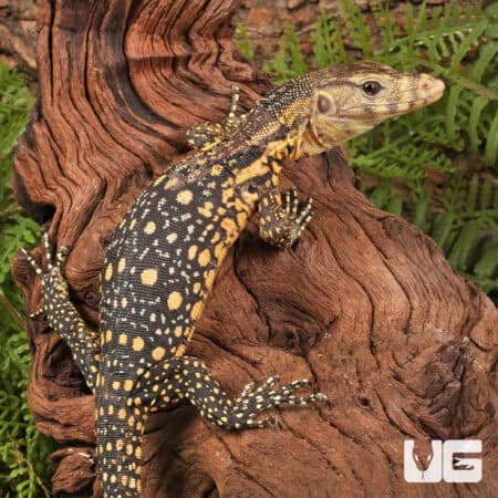 Baby Sulawesi Water Monitors For Sale - Underground Reptiles