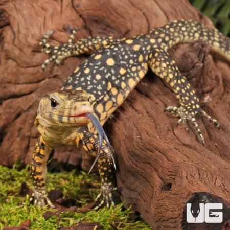 Baby Sulawesi Water Monitors For Sale - Underground Reptiles