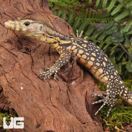 Baby Sulawesi Water Monitors For Sale - Underground Reptiles
