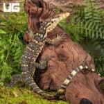 Baby Sumbawa Water Monitors For Sale - Underground Reptiles
