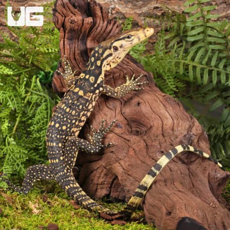 Baby Sumbawa Water Monitors For Sale - Underground Reptiles