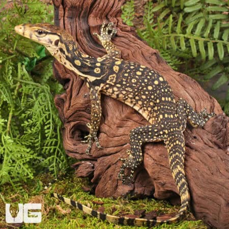Baby Sumbawa Water Monitors For Sale - Underground Reptiles