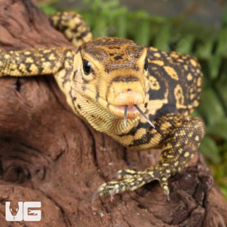 Baby Sumbawa Water Monitors For Sale - Underground Reptiles