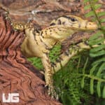 Baby Sumbawa Water Monitors For Sale - Underground Reptiles