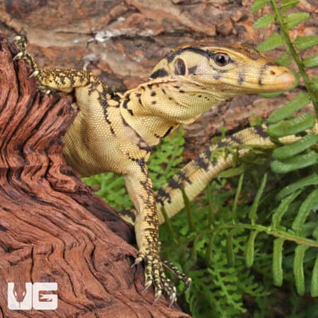 Baby Sumbawa Water Monitors For Sale - Underground Reptiles